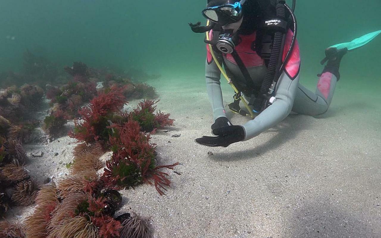 הוילה פורטוסין Casinas Marineiras מראה חיצוני תמונה